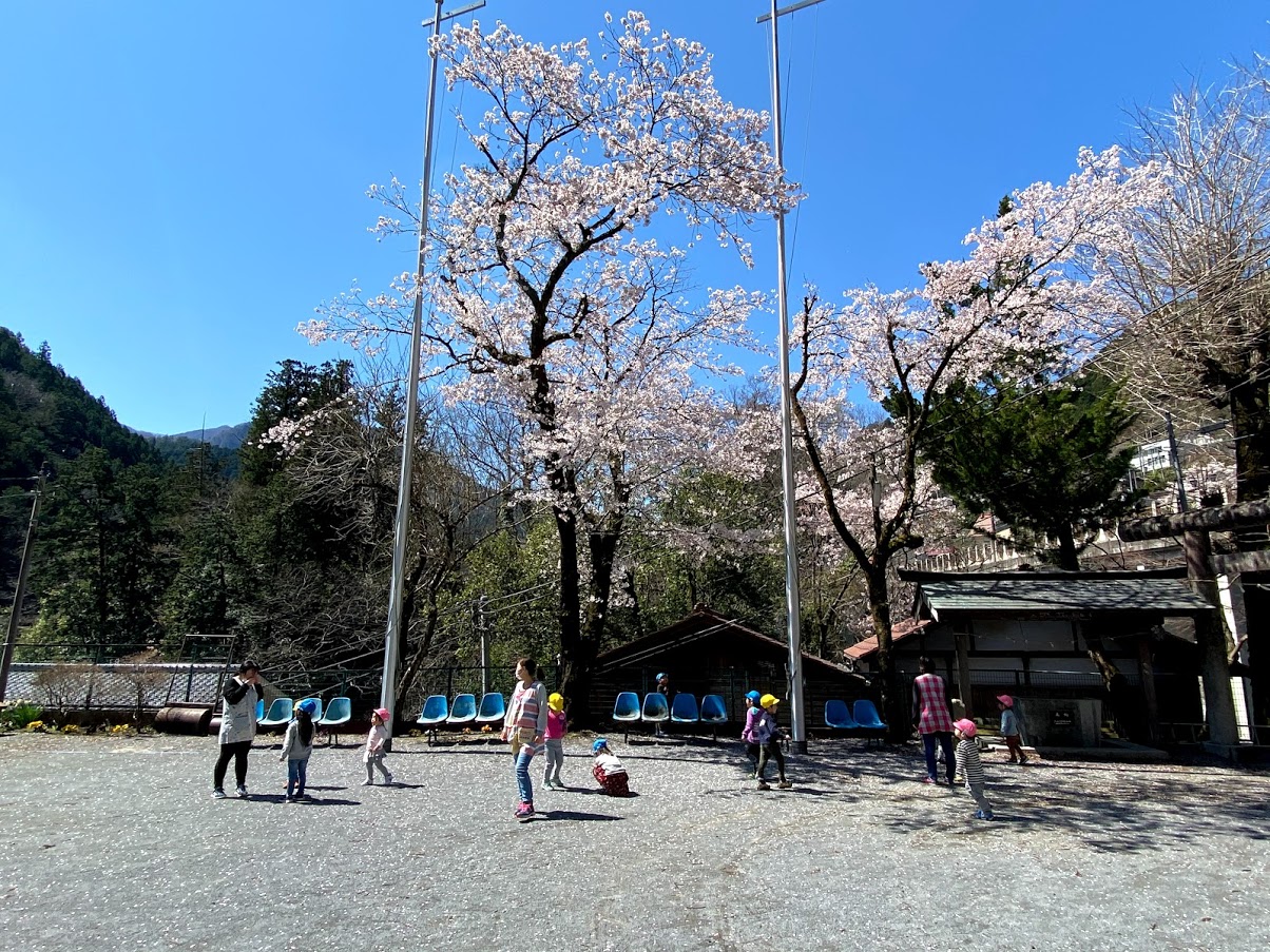 奥氷川神社の桜